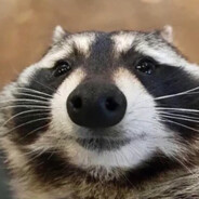 Raccoon avatar