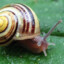 Gardensnail69