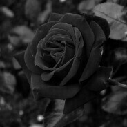 Rose Bot⚡️24/7