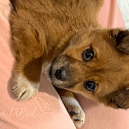 别装有种打我Thc