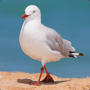 Sven The Seagull