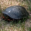Tutle! :D