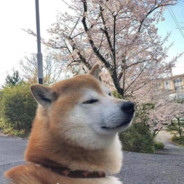 *************** ****************