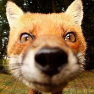 Avatar of FOX