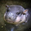 fat baby hippo
