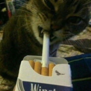 别惹我了行不行