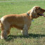 DOG COCKERSPANIAL