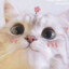 ❤ Miau ❤