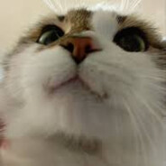 МЯУ-МЯУ МЯУ-МЯУ