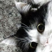 不做声优的媒介不是好文案