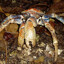 crab