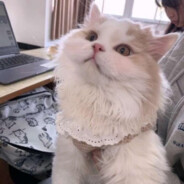 𝙉𝙀𝙒𝙏𝙊𝙉