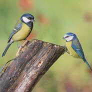 A Magnificent Pair of Tits