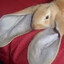 Rabbit without a cause