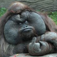 captain sum tin wong