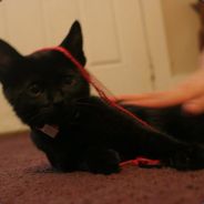 BlackCatPack