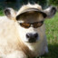 Cool Cow