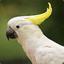 ♀Cockatoo♀