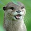 mr.otter400