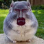 hamsterberg
