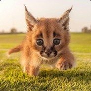 Vlad_link