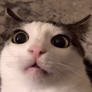 Кошка Лепёшка