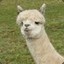 Llama