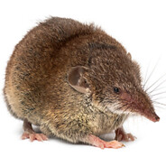 the humble shrew