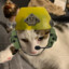 Cat With Hatt