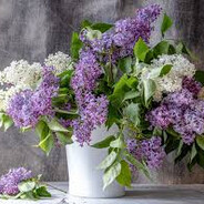 Syringa