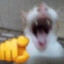 Fat cat