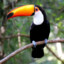 Tucano23