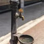 evil ass drinking fountain