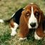 Basset Hound