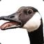 GoosyGoose