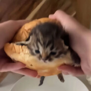 铁板上的忧郁烧