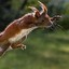 Flying