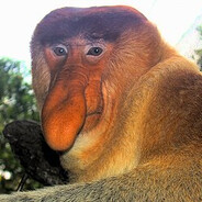 Ronald Trump avatar