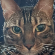 [TGN] Емеля #Brorust