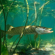 Szczupak | CSGOSKINS