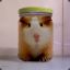 Hamster Jam