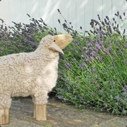 Wooliesheep