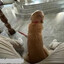 cachorrinho pequeno