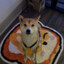 bread shiba