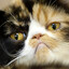 Katze Filuren