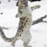 青春芙蓉王源不会抽到丁真的尼古丁丁