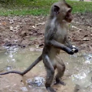 mudd monkey avatar