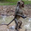 mudd monkey