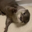 OTTER_MONICA