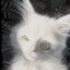 Rishi_fishi
